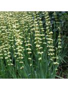 Sásbokor / SISYRINCHIUM striatum