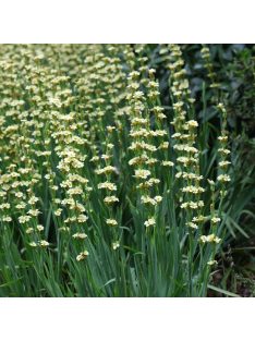 Sásbokor / SISYRINCHIUM striatum