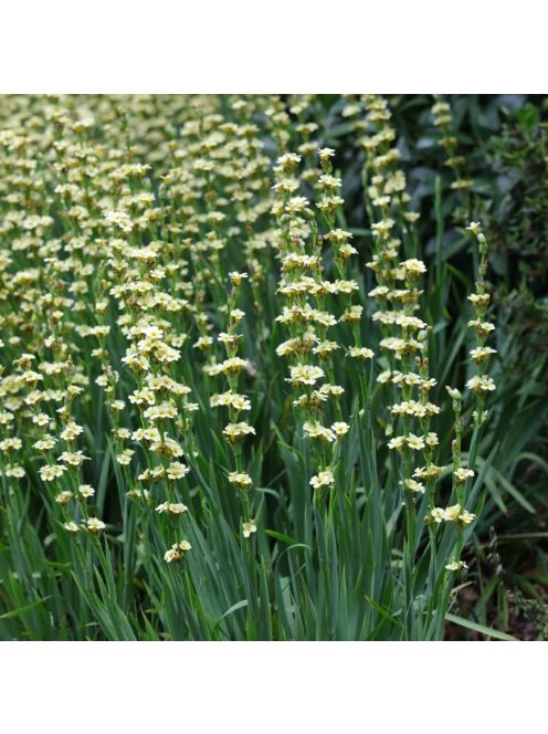 Sásbokor / SISYRINCHIUM striatum