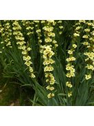 Sásbokor / SISYRINCHIUM striatum