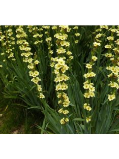 Sásbokor / SISYRINCHIUM striatum