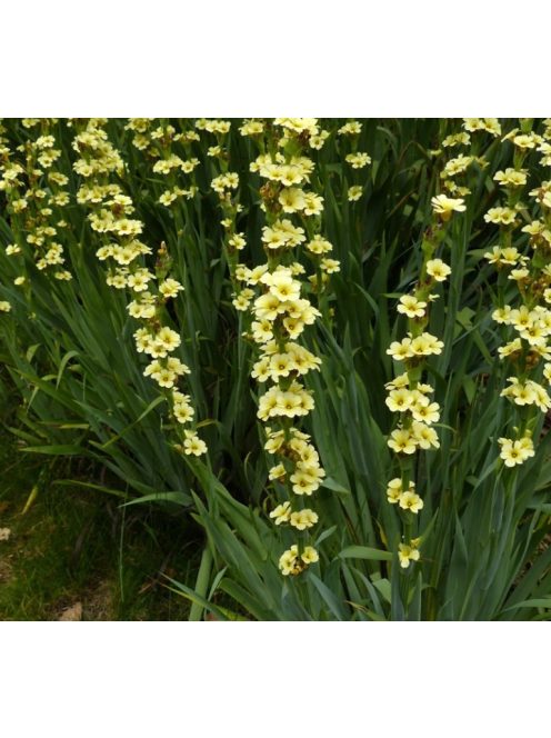 Sásbokor / SISYRINCHIUM striatum
