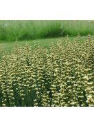 Sásbokor / SISYRINCHIUM striatum