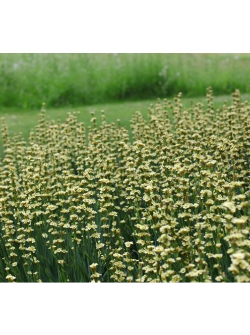 Sásbokor / SISYRINCHIUM striatum