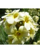 Sásbokor / SISYRINCHIUM striatum