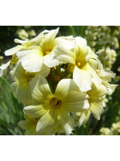 Sásbokor / SISYRINCHIUM striatum