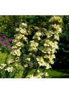 Sásbokor / SISYRINCHIUM striatum