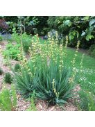 Sásbokor / SISYRINCHIUM striatum