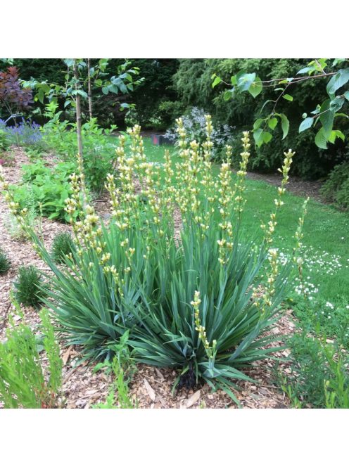 Sásbokor / SISYRINCHIUM striatum