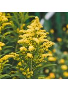 Kanadai aranyvessző / SOLIDAGO canadensis 'Golden Baby'