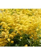 Kanadai aranyvessző / SOLIDAGO canadensis 'Golden Baby'