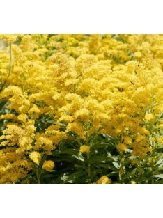   Kanadai aranyvessző / SOLIDAGO canadensis 'Golden Baby'