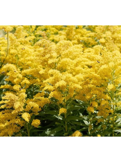 Kanadai aranyvessző / SOLIDAGO canadensis 'Golden Baby'