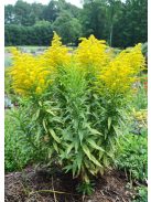Kanadai aranyvessző / SOLIDAGO canadensis 'Golden Baby'