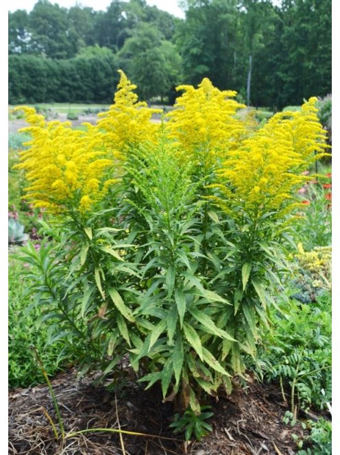 Kanadai aranyvessző / SOLIDAGO canadensis 'Golden Baby'