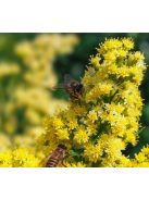Kanadai aranyvessző / SOLIDAGO canadensis 'Golden Baby'