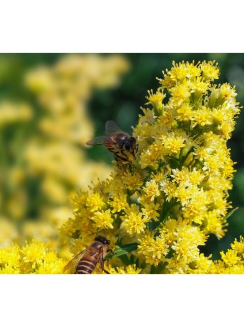 Kanadai aranyvessző / SOLIDAGO canadensis 'Golden Baby'