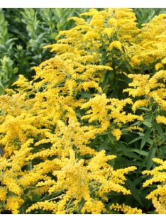   Kanadai aranyvessző / SOLIDAGO canadensis 'Little Miss Sunshine'