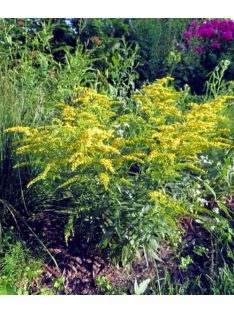   Kanadai aranyvessző / SOLIDAGO canadensis 'Little Miss Sunshine'