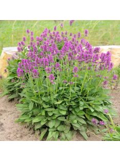 Nagyvirágú tisztesfű / STACHYS macrantha
