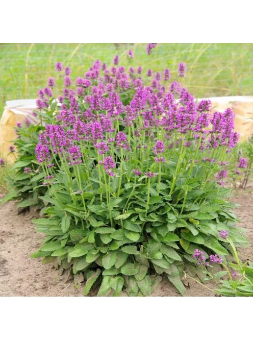 Nagyvirágú tisztesfű / STACHYS macrantha