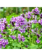 Nagyvirágú tisztesfű / STACHYS macrantha