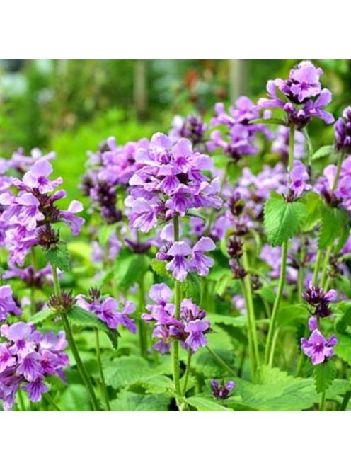 Nagyvirágú tisztesfű / STACHYS macrantha