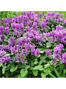 Nagyvirágú tisztesfű / STACHYS macrantha