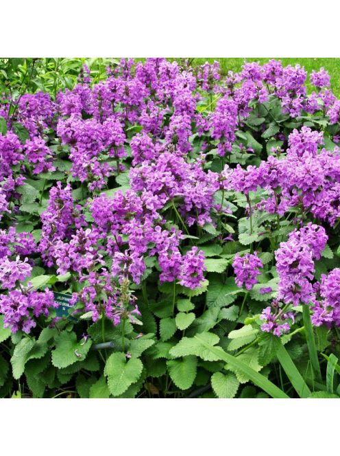 Nagyvirágú tisztesfű / STACHYS macrantha