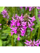 Orvosi tisztesfű / STACHYS officinalis