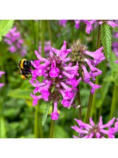 Orvosi tisztesfű / STACHYS officinalis