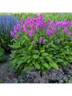 Orvosi tisztesfű / STACHYS officinalis