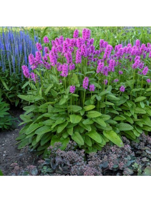 Orvosi tisztesfű / STACHYS officinalis