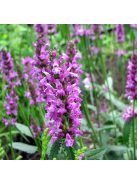 Orvosi tisztesfű / STACHYS officinalis