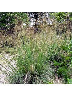 Óriás árvalányhaj / STIPA gigantea