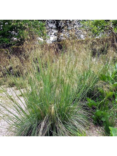 Óriás árvalányhaj / STIPA gigantea