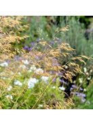 Óriás árvalányhaj / STIPA gigantea