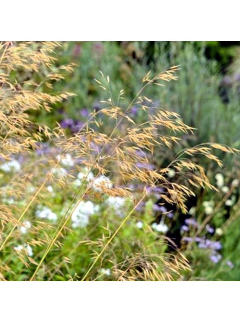Óriás árvalányhaj / STIPA gigantea