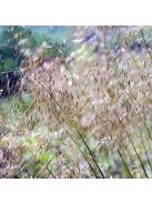 Óriás árvalányhaj / STIPA gigantea