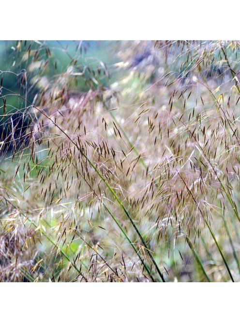 Óriás árvalányhaj / STIPA gigantea