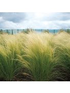 Mexikói árvalányhaj / STIPA tenuissima