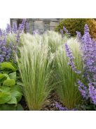 Mexikói árvalányhaj / STIPA tenuissima