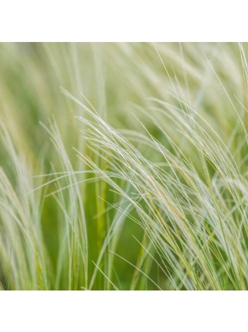 Mexikói árvalányhaj / STIPA tenuissima