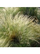 Mexikói árvalányhaj / STIPA tenuissima