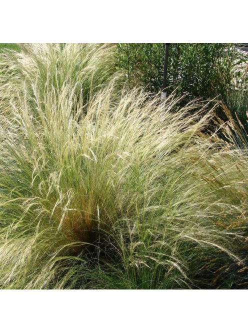 Mexikói árvalányhaj / STIPA tenuissima