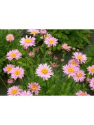 Rózsaszínű margitvirág / TANACETUM coccineum 'Robinson Pink'