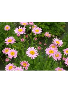   Rózsaszínű margitvirág / TANACETUM coccineum 'Robinson Pink'