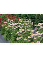 Rózsaszínű margitvirág / TANACETUM coccineum 'Robinson Pink'
