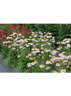   Rózsaszínű margitvirág / TANACETUM coccineum 'Robinson Pink'