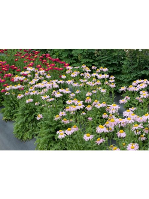 Rózsaszínű margitvirág / TANACETUM coccineum 'Robinson Pink'